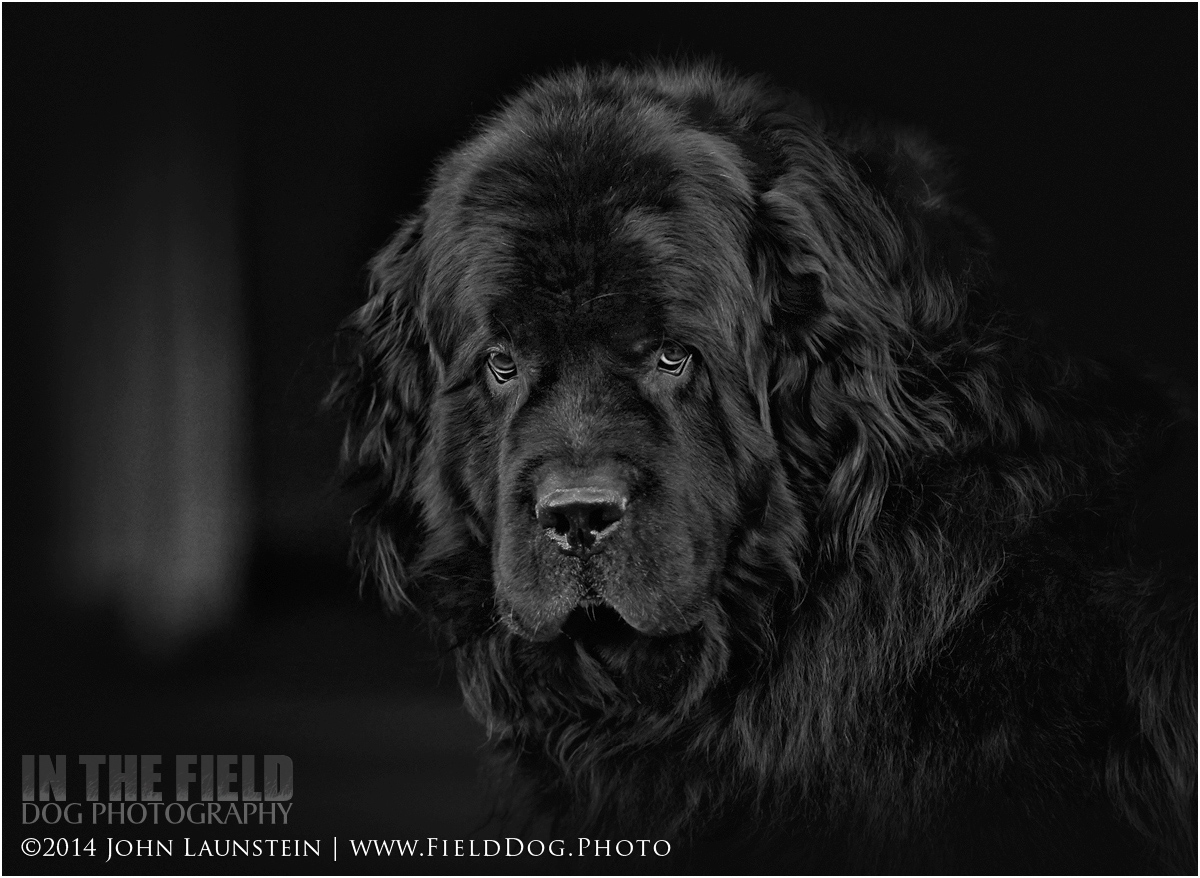 Bear (the Newfoundland)