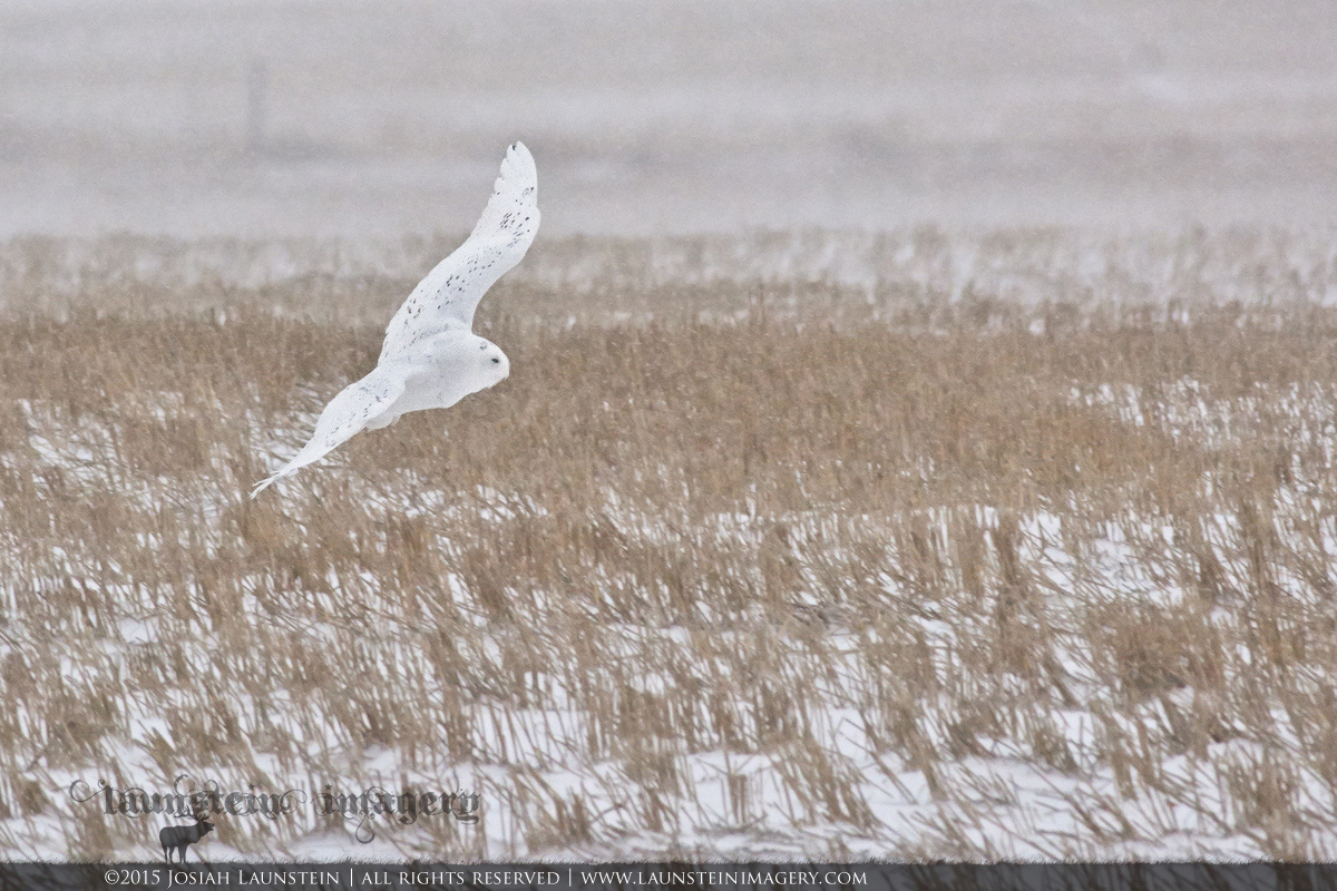 Snowy in Flight