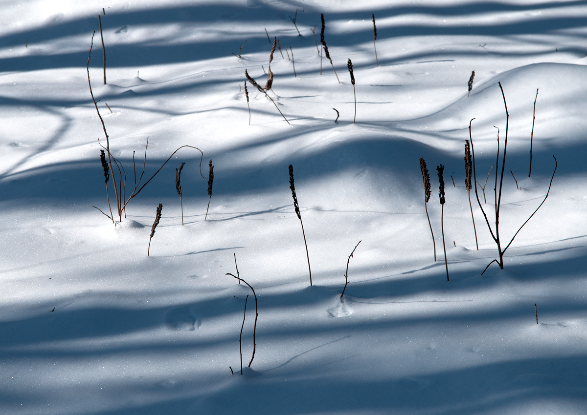 Long Winter shadows