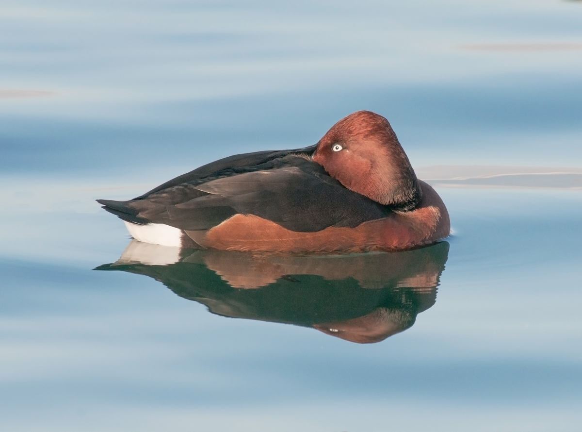 Ferruginous Duck