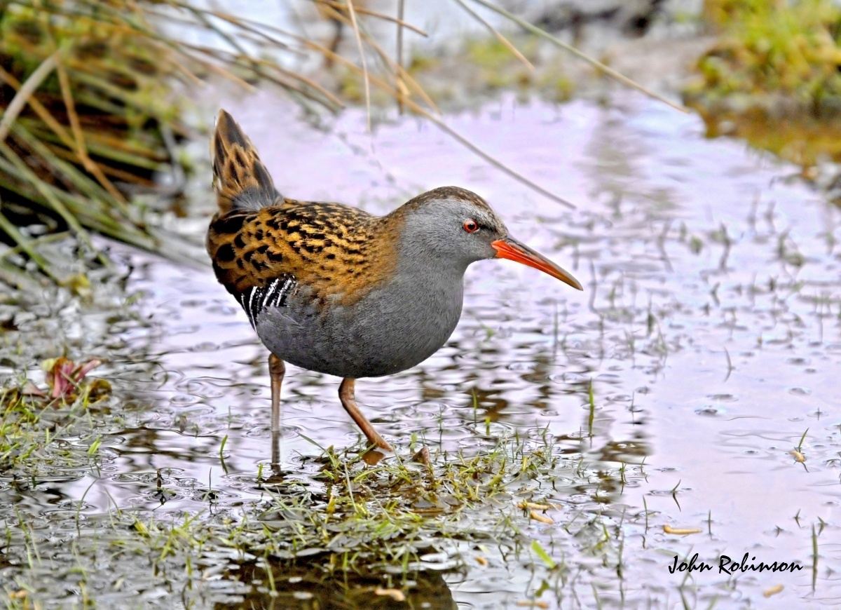 Water rail
