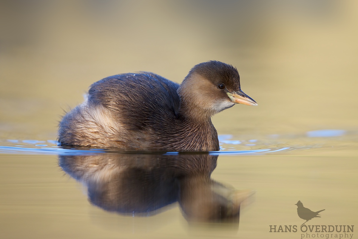 Little Grebe