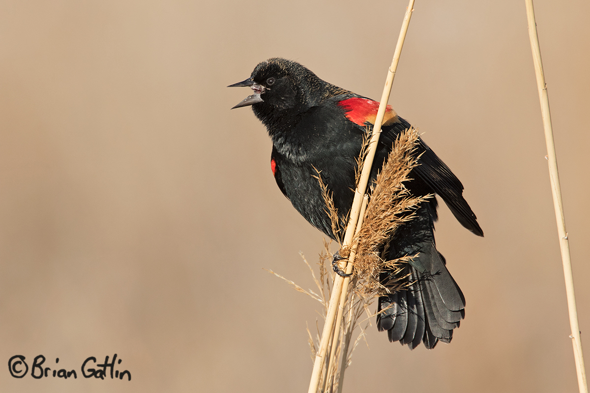 Displaying Red-wing