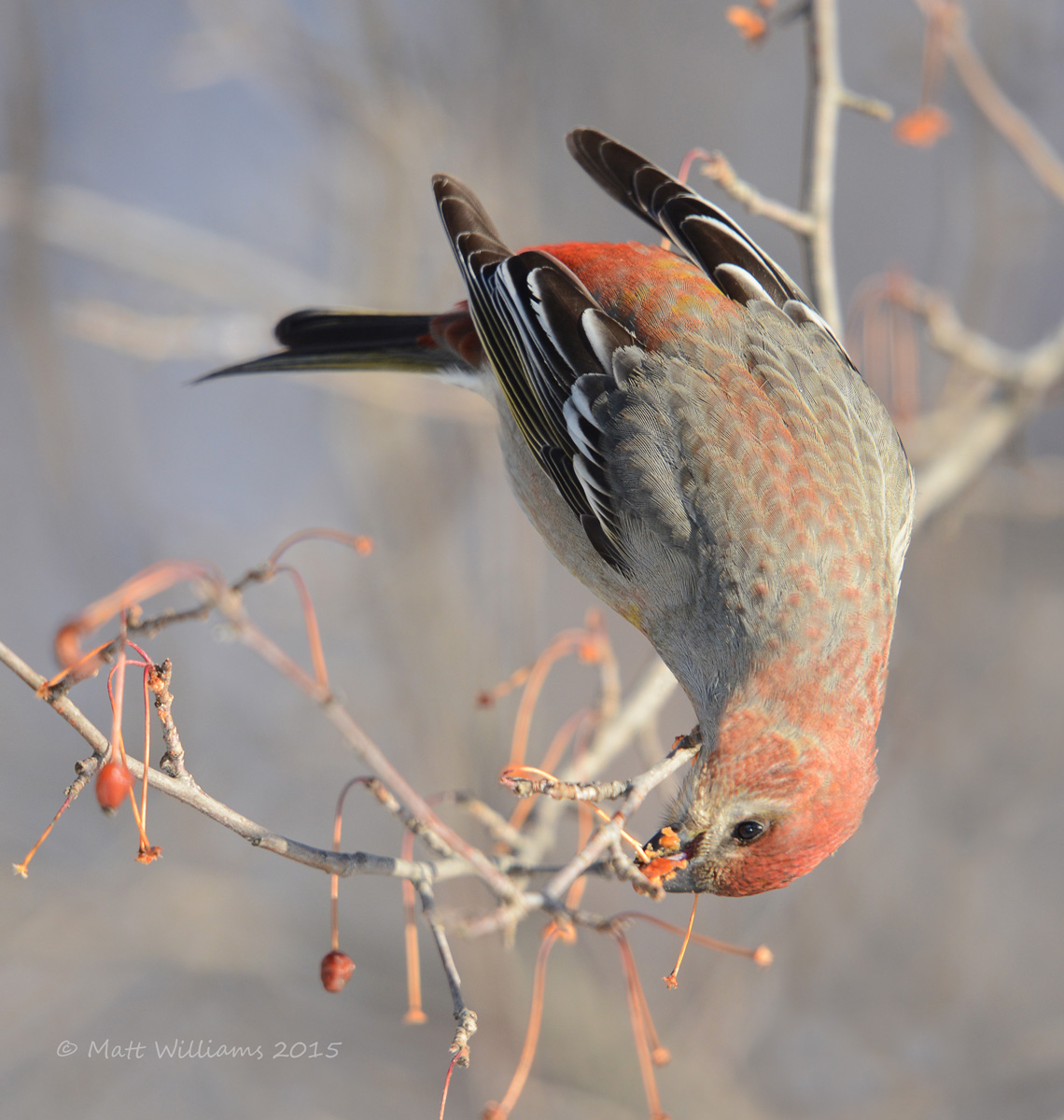 Pine Grosbeak