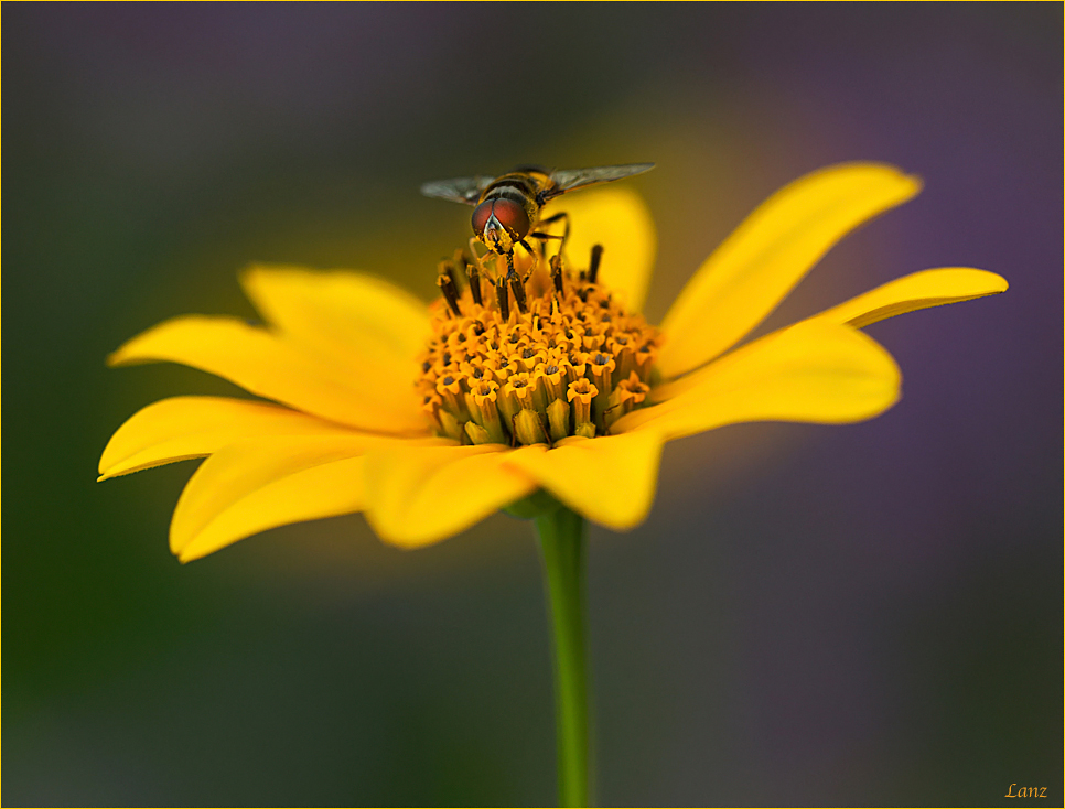 Hoverfly 