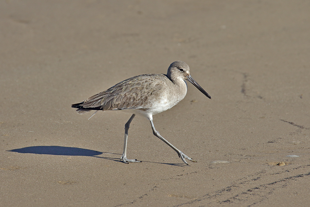 Willet on the Sand