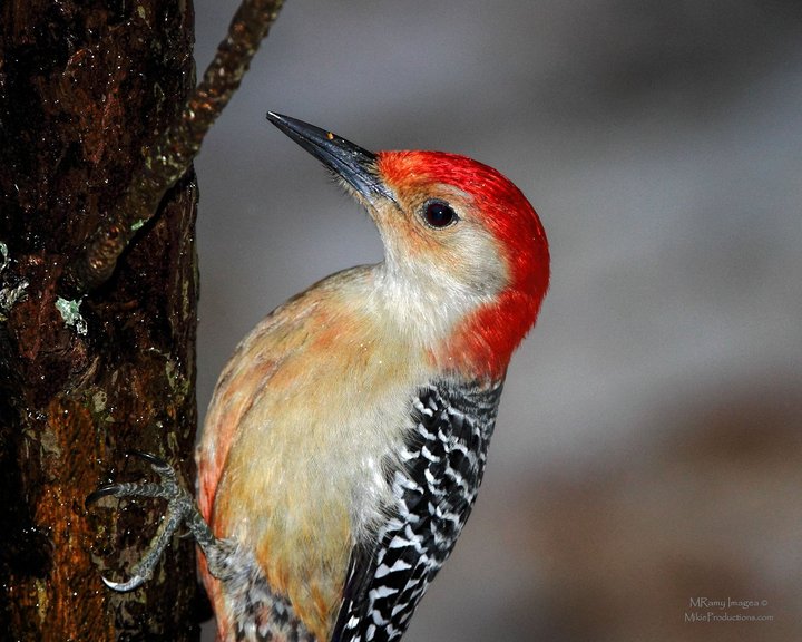 Pecker Portrait