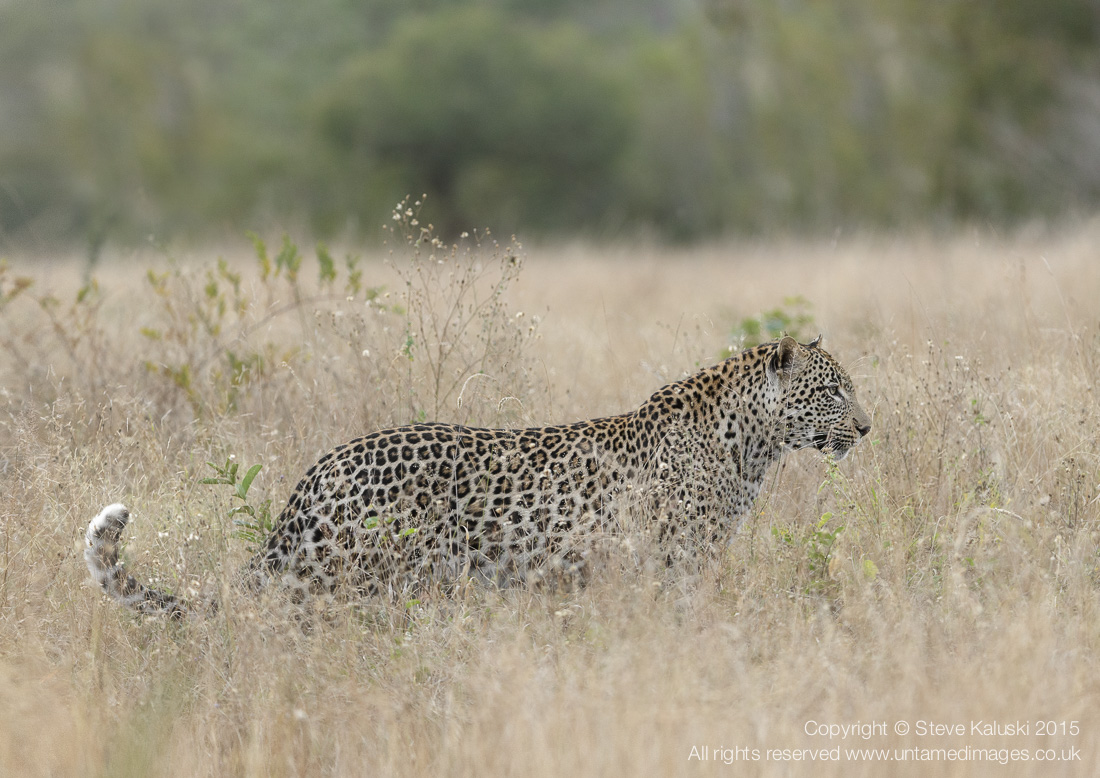 Walkabout
