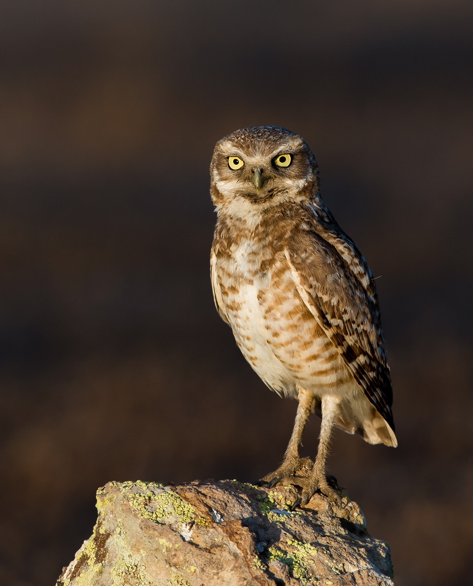 Burrowing Owl (Male)