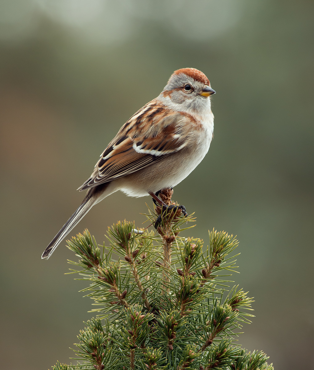 American Tree Sparrow