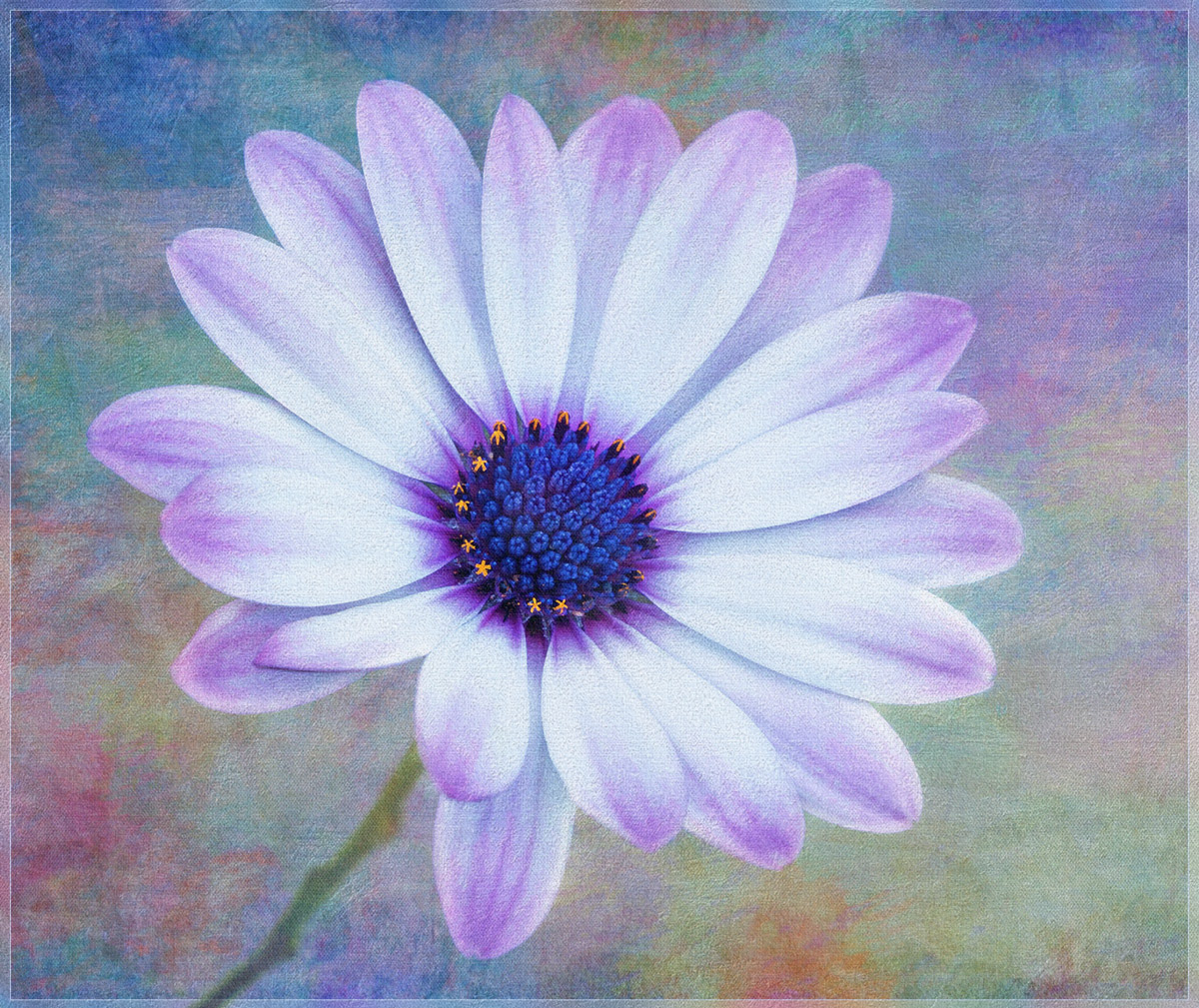 Textured  Osteospermum