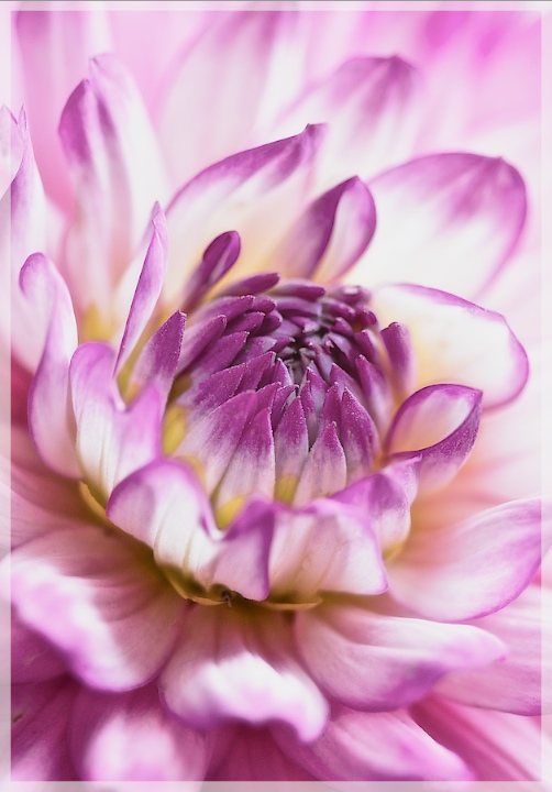 Dahlia 