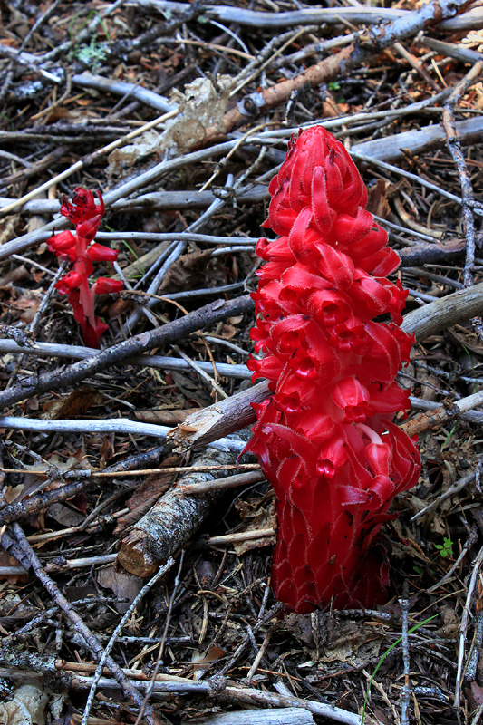 Sarcodes sanguinea