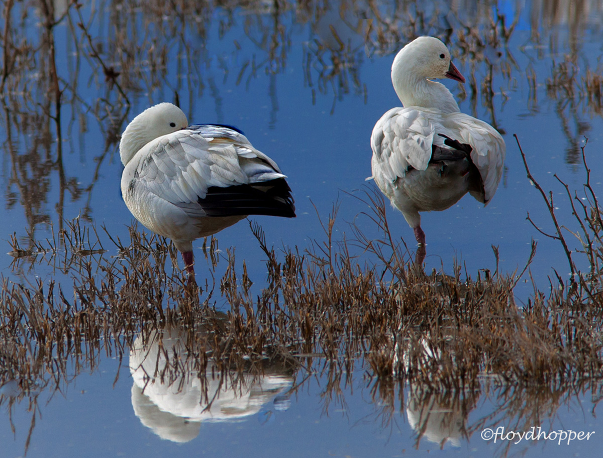 Balancing Act