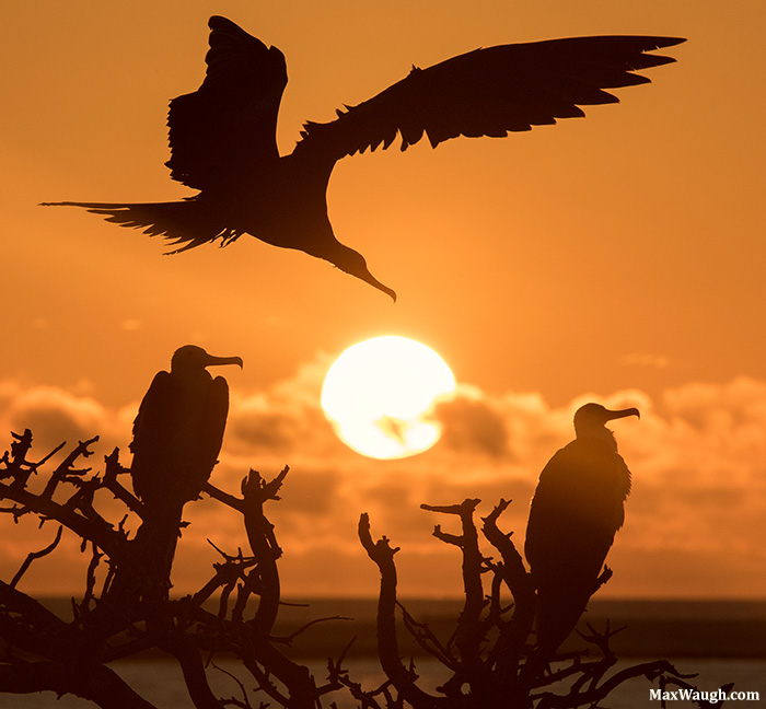 Frigatebird Sunrise