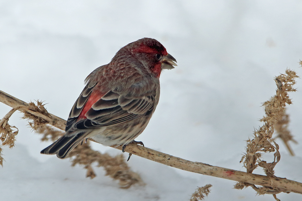 House finch