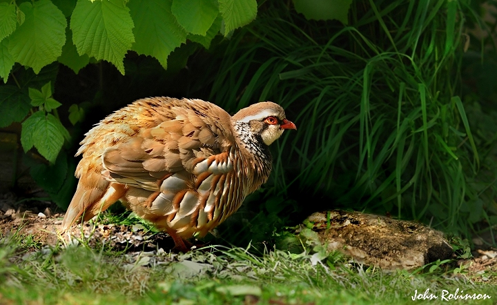 French Partridge