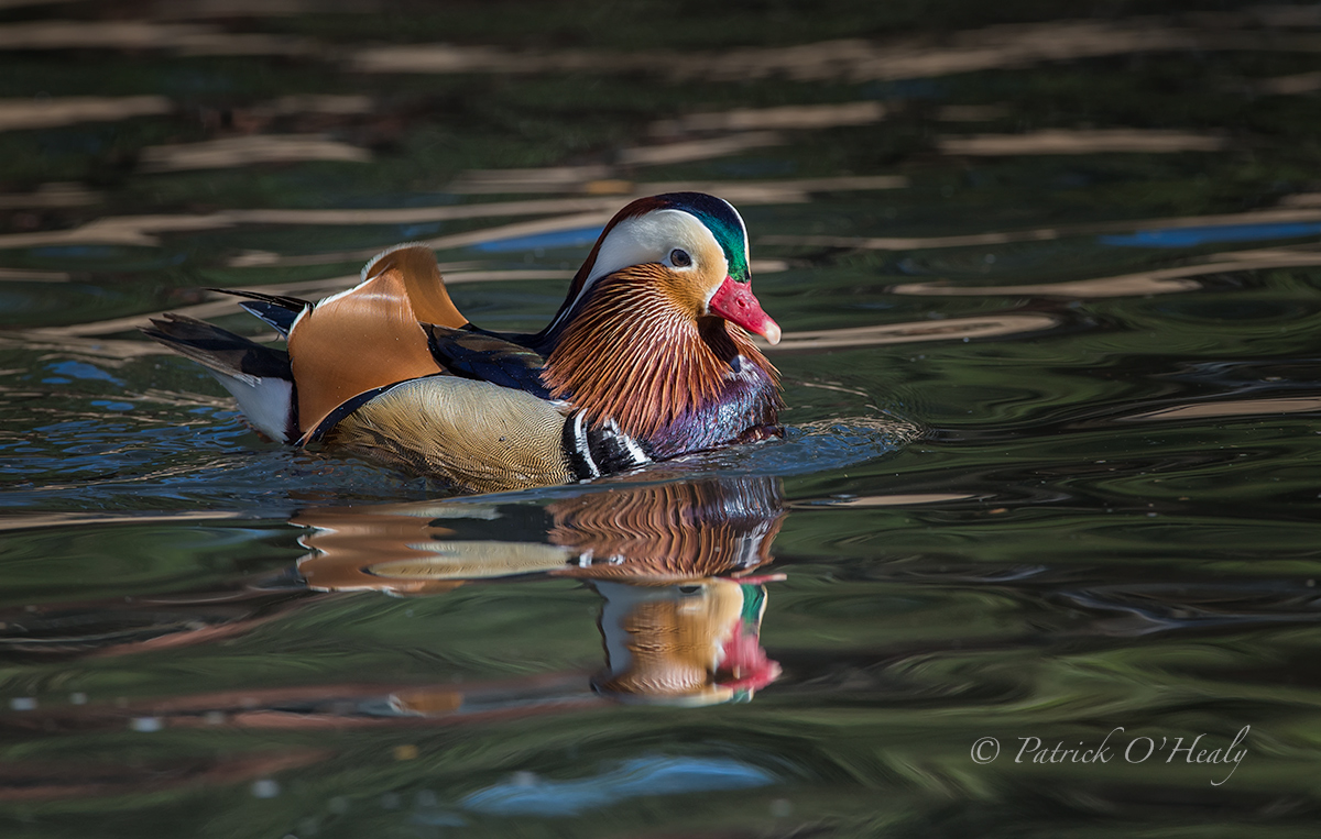 Mandarin Duck