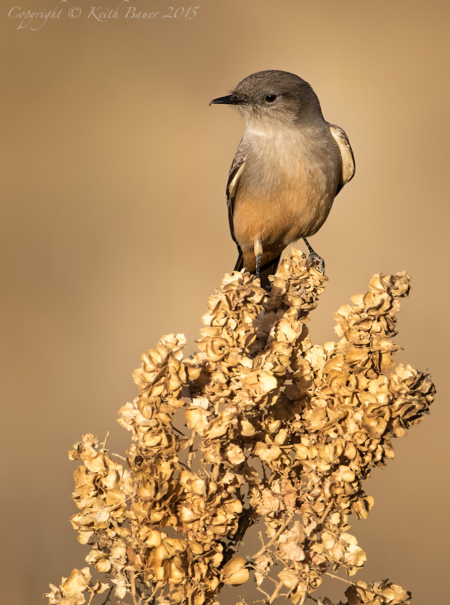 One Last Phoebe