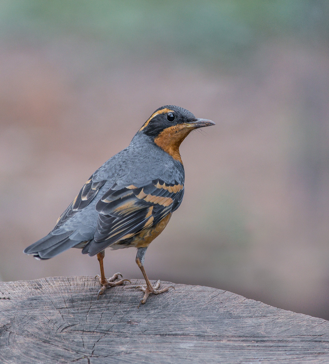 Varied Thrush