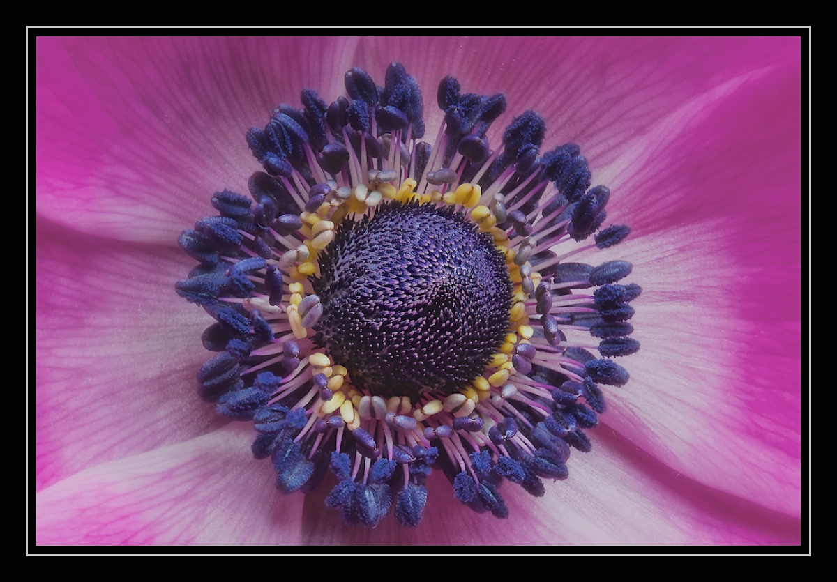Prickly Eye