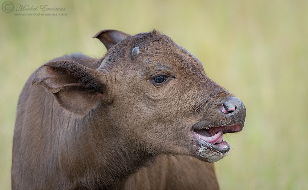 Buffalo Lipsmack