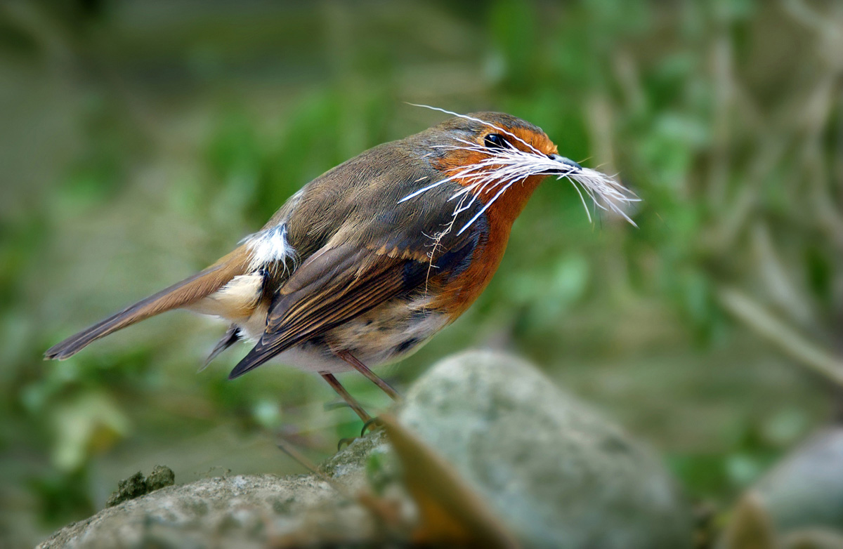 Busy Robin