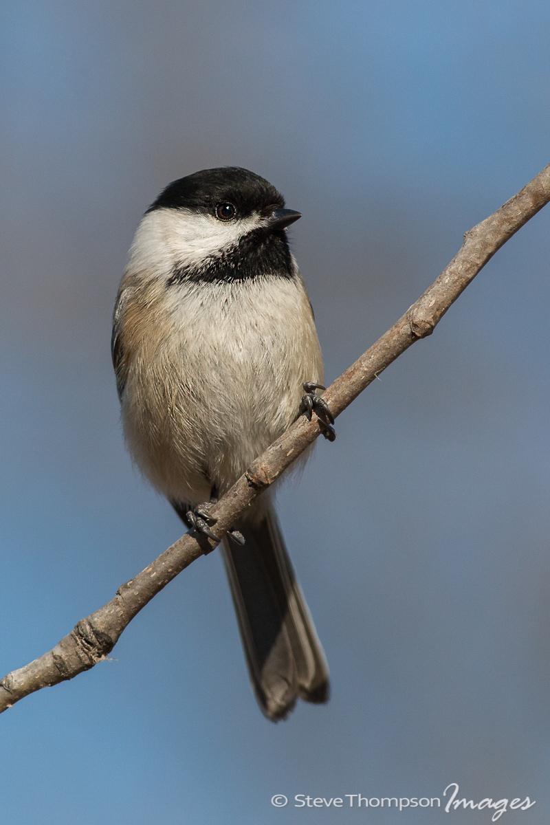 BC Chickadee