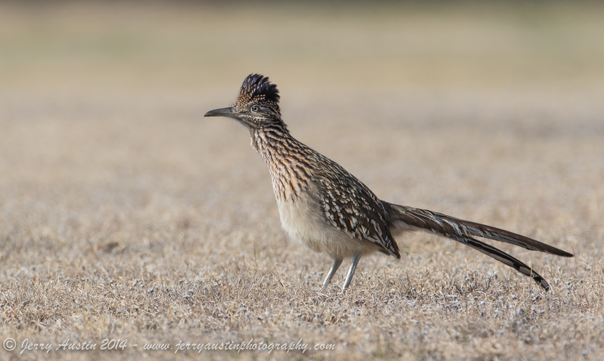 Texas Roadrunner