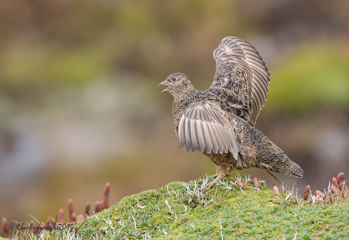 Rufous-Bellied Seedsnipe