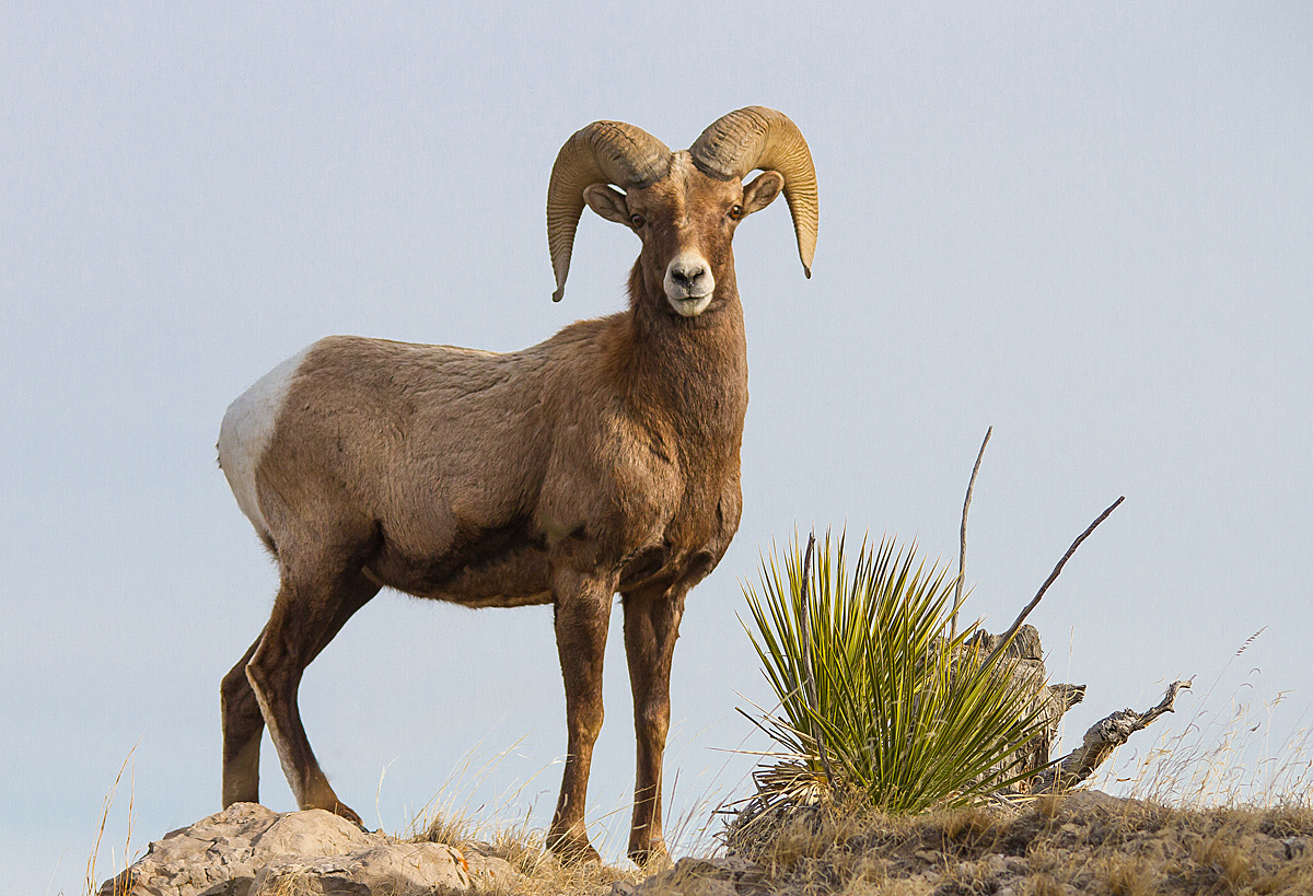 Nebraska Bighorn