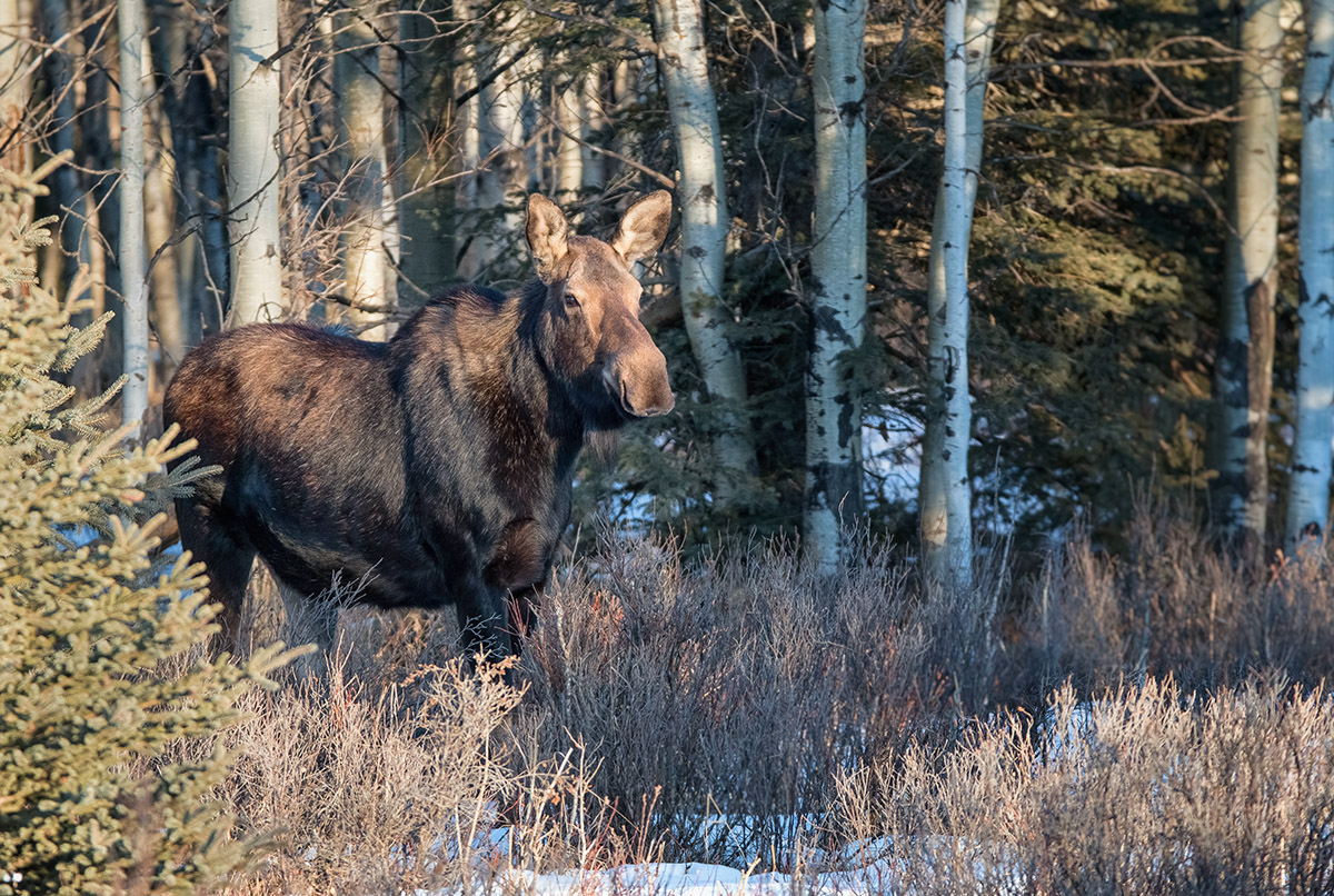 Finally - a cow moose!