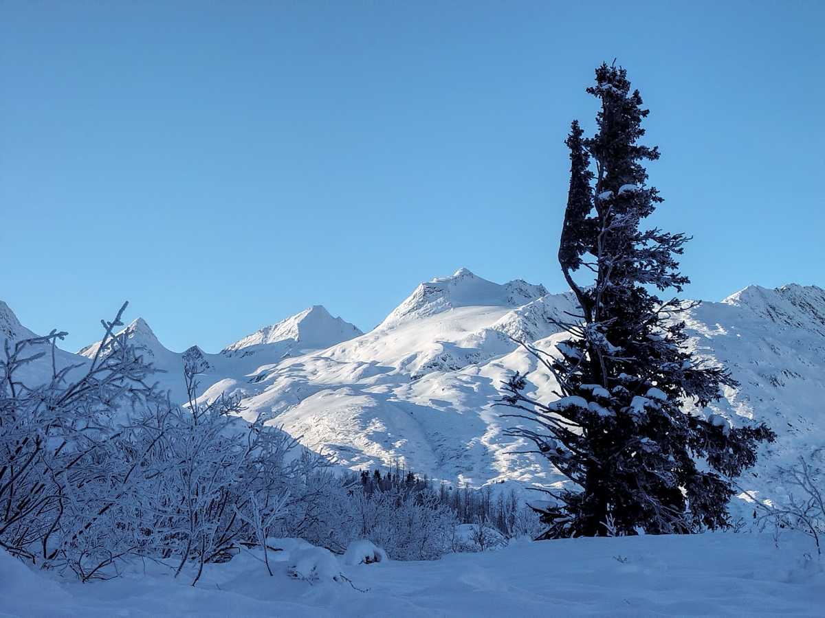 670 - Blue Spruce