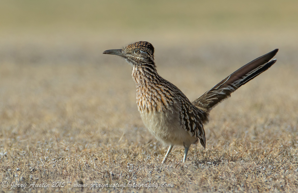 More Roadrunner