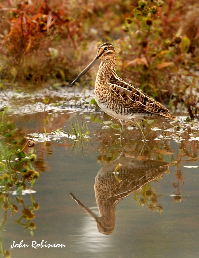 Snipe in habitat