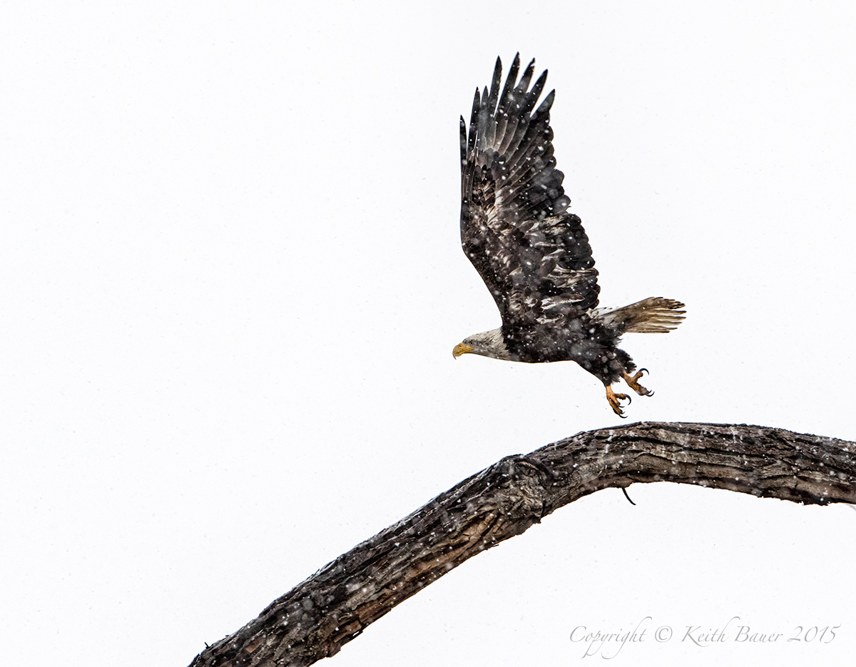 High Key Eagle - Snow