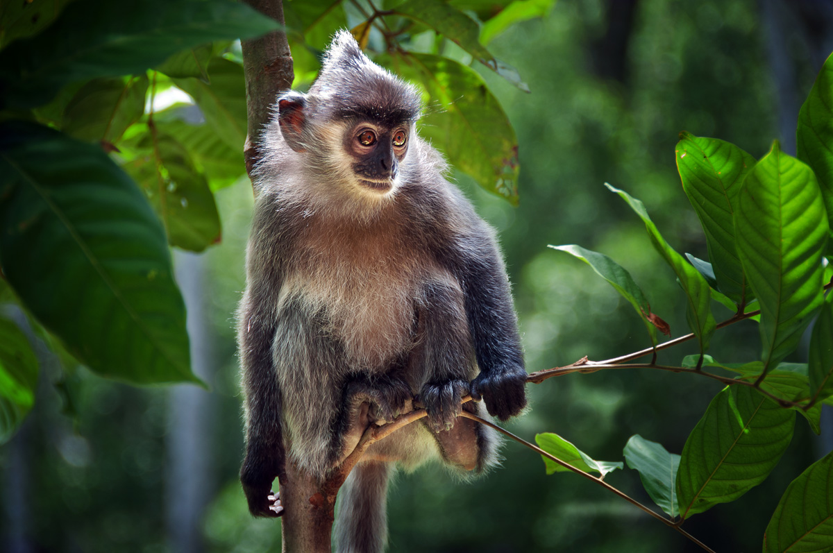 Out on a Limb