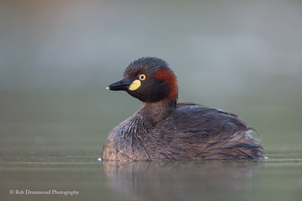 Australasian Grebe