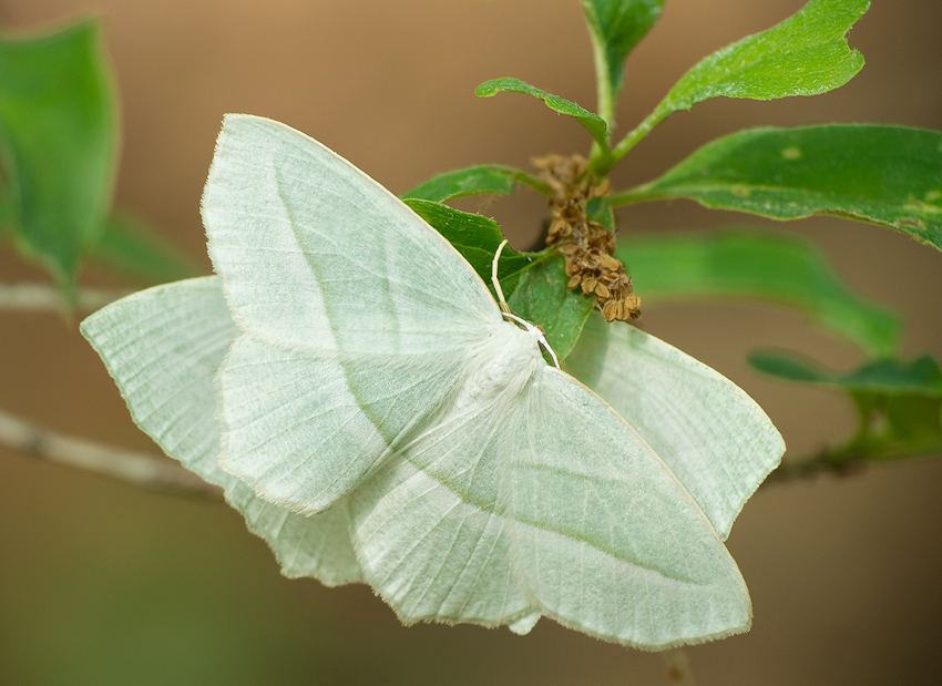 Campaea perlata