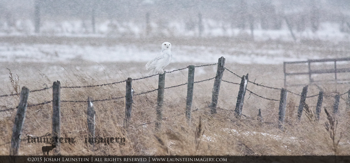 Snowy Snowy :)