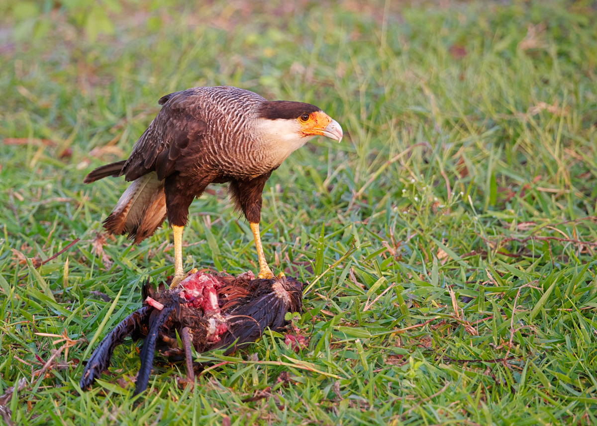 Morning Kill