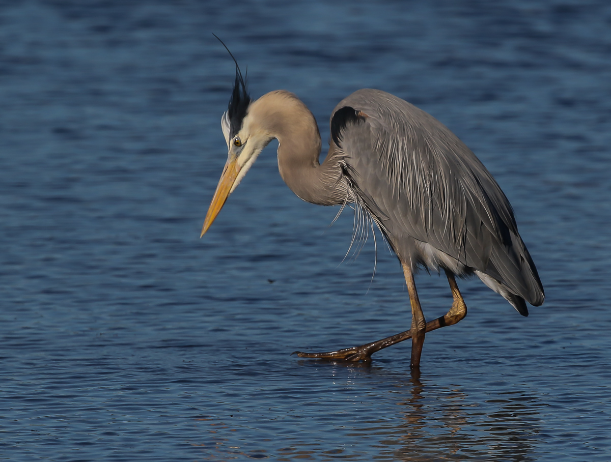 Stalking Great Blue