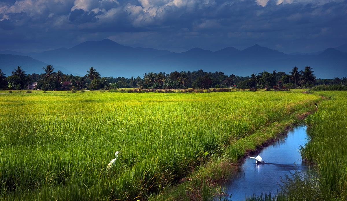 Egret Landing
