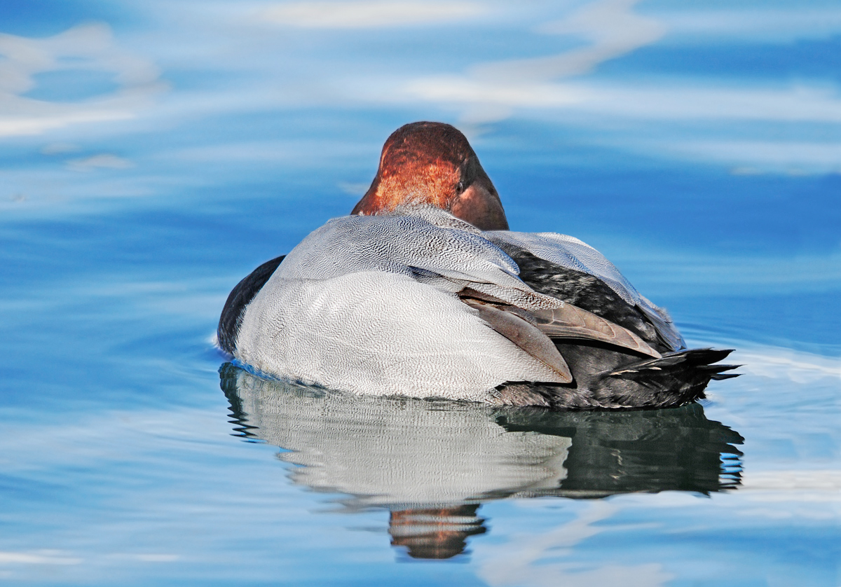 René Magritte Pochard