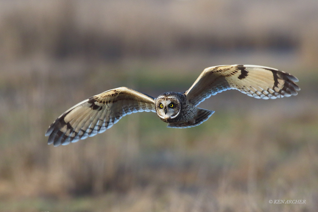 Short-eared Owl Hunting