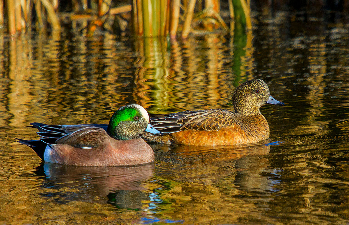 American Wigeons