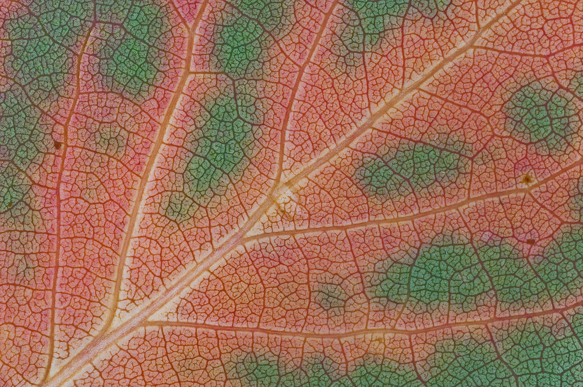 Autumn pattern