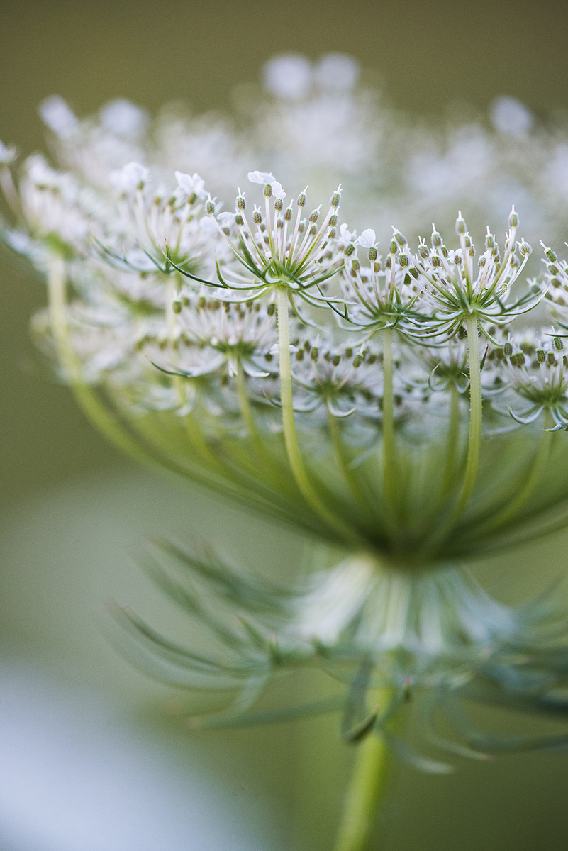 Queen Anne's Lace