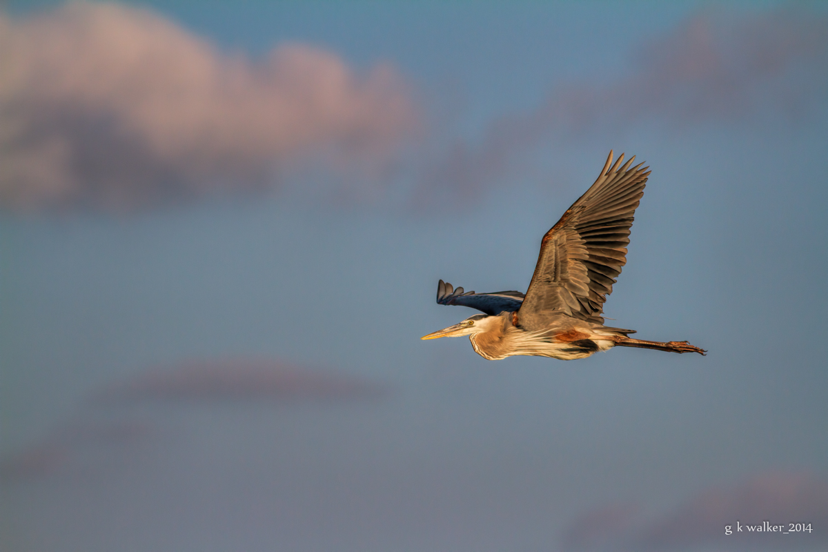Great Blue Heron 