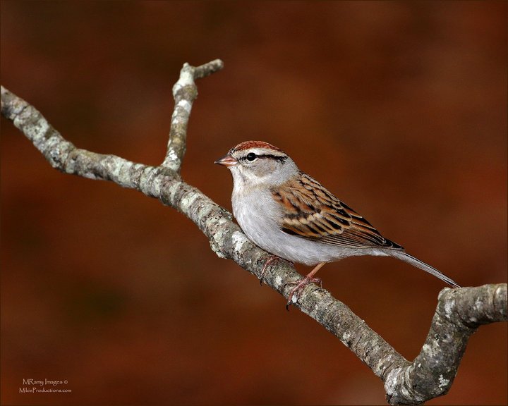 Chipping Sparrow